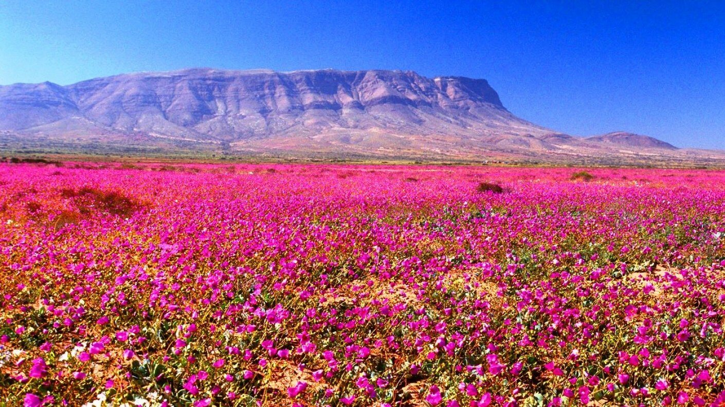 El Desierto Florido: una llanura del desierto de Atacama cubierta por completo de flores rosadas, con un cerro de roca desnuda al fondo bajo un cielo despejado.